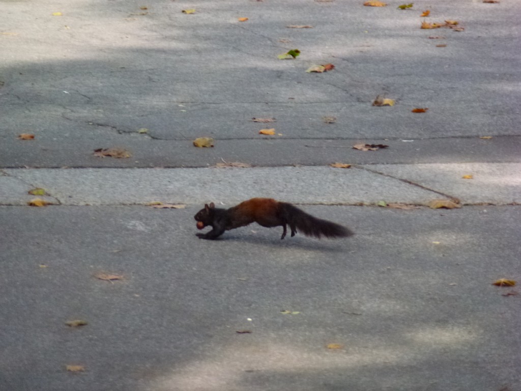 A Black Squirrel called Vermin, NOTL, Canada.  2012
