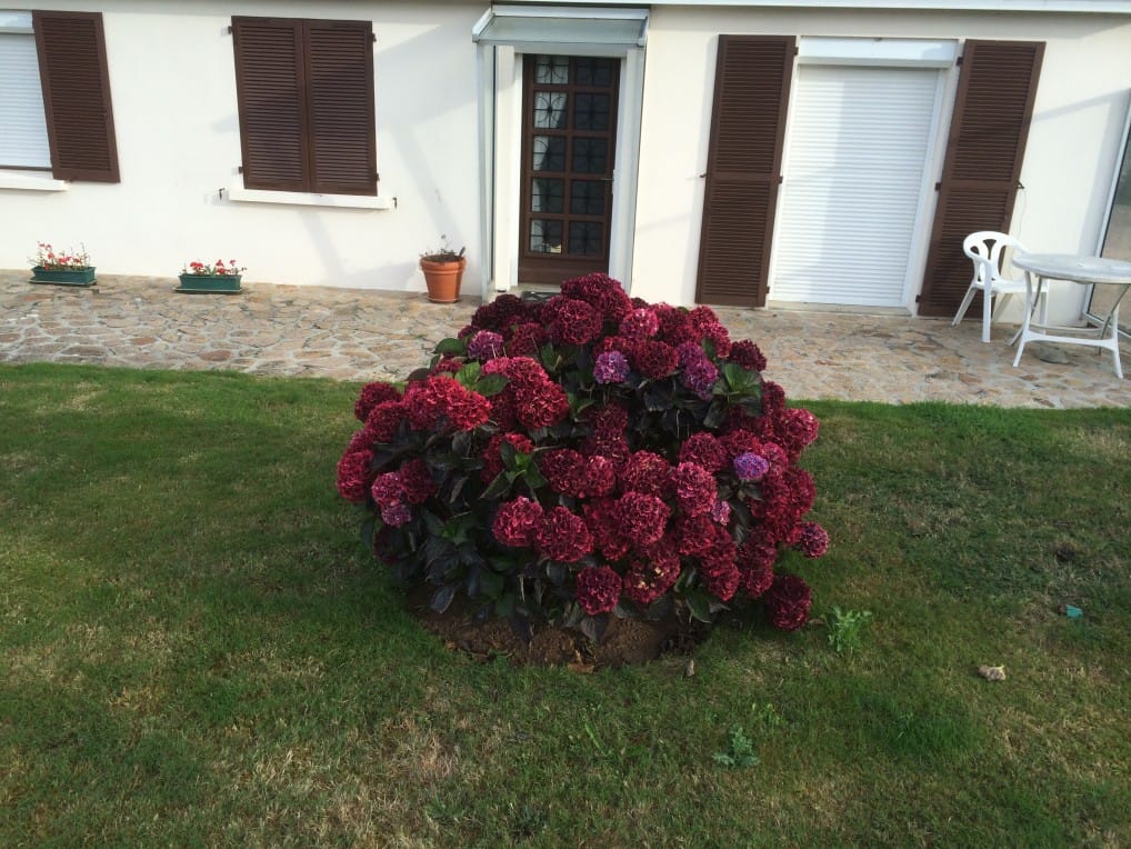 The most amazing burgundy coloured hydrangea ! ( for Norm).  Tregastel, Upper Brittany.  2014